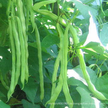 HKE07 Kaifa grüne OP Bohnen Samen in Gemüsesamen zu verkaufen